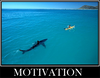 motivation shark px300.png