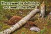 Reward vs Effort Beaver 300x205.jpg